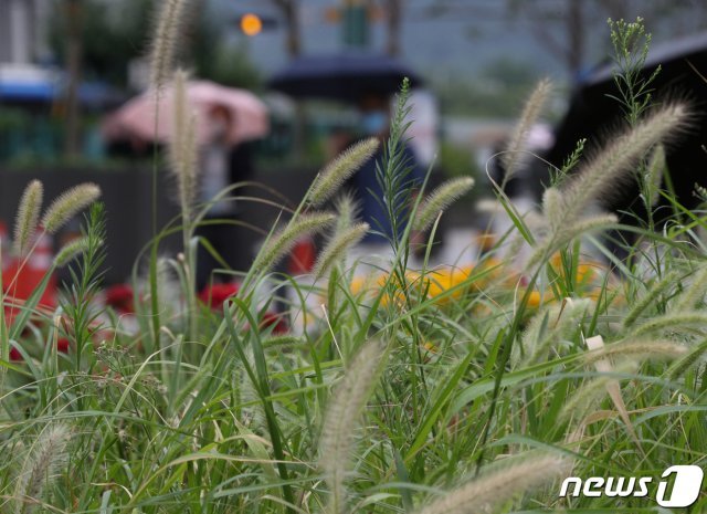25일 서울 청계광장에서 시민들이 우산을 쓴 채 비를 피하고 있다. 2021.8.25/뉴스1 © News1