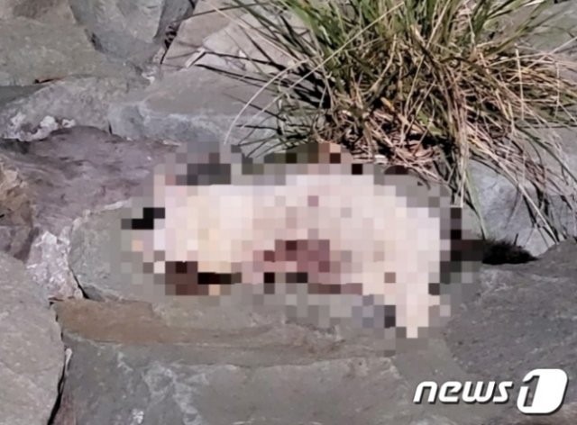 부산 사하구 하단동 강변도로 산책길에서 길고양이 사체가 훼손돼 있다.(부산길고양이보호연대 제공)/뉴스1