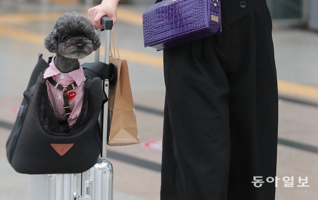 추석 연휴를 앞둔 17일 오전, 서울역에서 한 강아지가 주인과 함께 고향으로 내려가고 잇다.