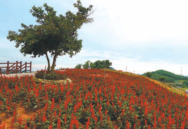 퍼플섬 병풍도를 상징하는 맨드라미 꽃동산.