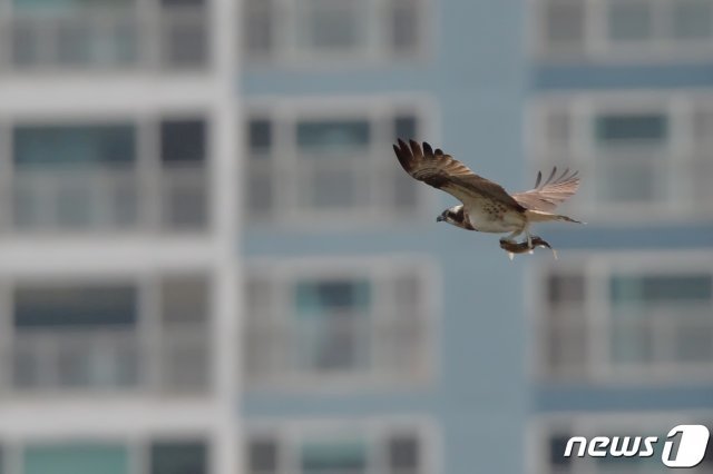 멸종위기종인 물수리 한마리가 28일 경북 포항시 남구 연일읍 형산강에서 먹잇감을 낚아챈 후 힘차게 날아오르고 있다. 포항 형산강은 강원도 강릉 남대천과 함께 물수리 촬영 명소로 알려져있다. 2021.9.28/뉴스1 © News1