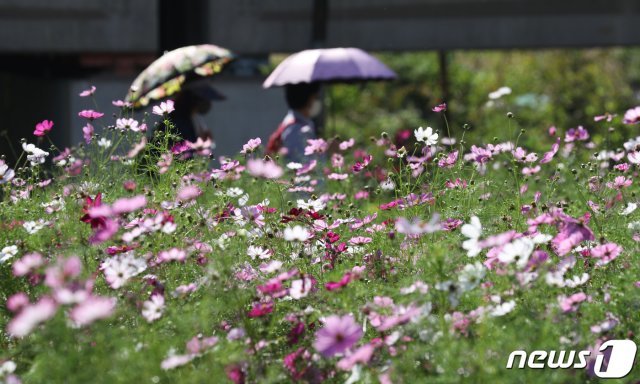 선선한 가을 날씨를 보인 30일 오후 경기도 오산시 오산대역 인근에 조성된 꽃밭에 코스모스가 활짝 피어있다. 2021.9.30/뉴스1 © News1