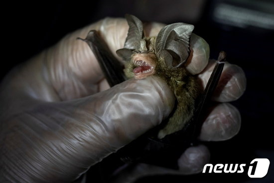 박쥐 사냥에 나선 연구원들. © 로이터=뉴스1
