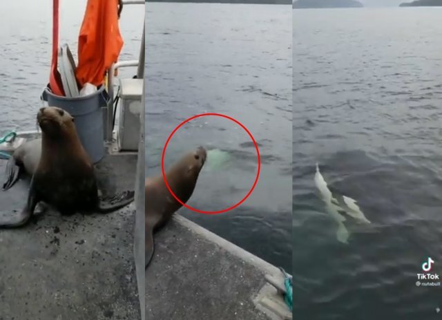 범고래 피해 어선으로 도망친 바다사자. 틱톡 캡처