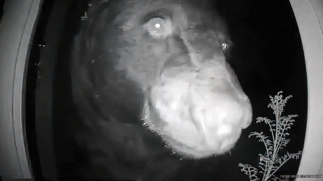초인종 카메라에 얼굴 내민 곰. 토드 밋켐