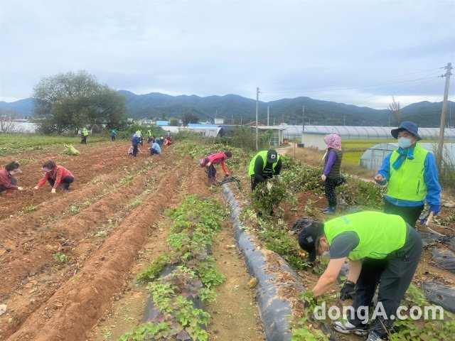 농협중앙회 정보보호부는 12일 이천농협 임직원과 함께 경기도 이천시 소재 고구마밭에서 수확작업을 벌였다.