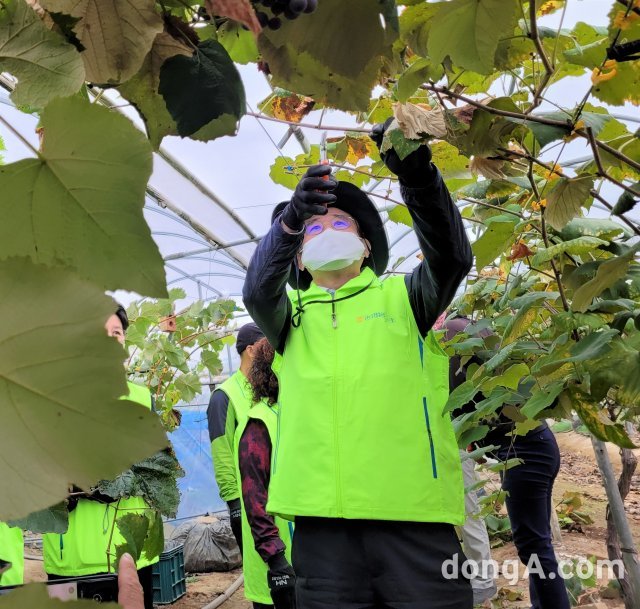 농협중앙회와 한국종합농업단체협의회는 공동으로 12일 경기도 화성시 송산면 소재 포도농가에서 일손돕기를 실시했다. 유찬형 농협중앙회 부회장이 
포도나무 가지치기 작업을 하고 있다. 농협 제공