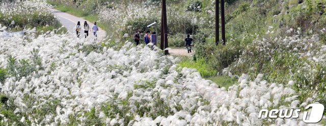 완연한 가을 날씨를 보인 14일 전북 전주시 전주천변에서 학생들이 활짝 핀 억새밭에서 그네를 타며 가을 정취를 만끽하고 있다. 2021.10.14/뉴스1 © News1