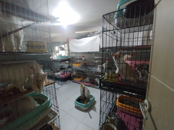 부산 수영구 한 2층짜리 주택에서 고양이 300여 마리가 쌓아 올린 작은 철장에서 사육되고 있는 현장.(부산경찰청 제공) 2020.2.14/뉴스1 © News1