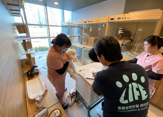 부산 해운대구 중동의 한 동물메디컬센터에서 구조된 고양이가 치료를 받고 있다.  부산 수영구의 한 2층 주택에 고양이 250여 마리가 철장에 갇힌 채 발견됐다.2020.2.17/뉴스1 © News1