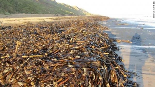 영국 잉글랜드 북동부 해안 일대를 따라 떼죽음 당한 해양생물 수천 마리가 발견됐다. 샤론 벨