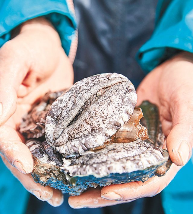 지속 가능한 양식 수산물 인증(ASC)을 받은 전복.