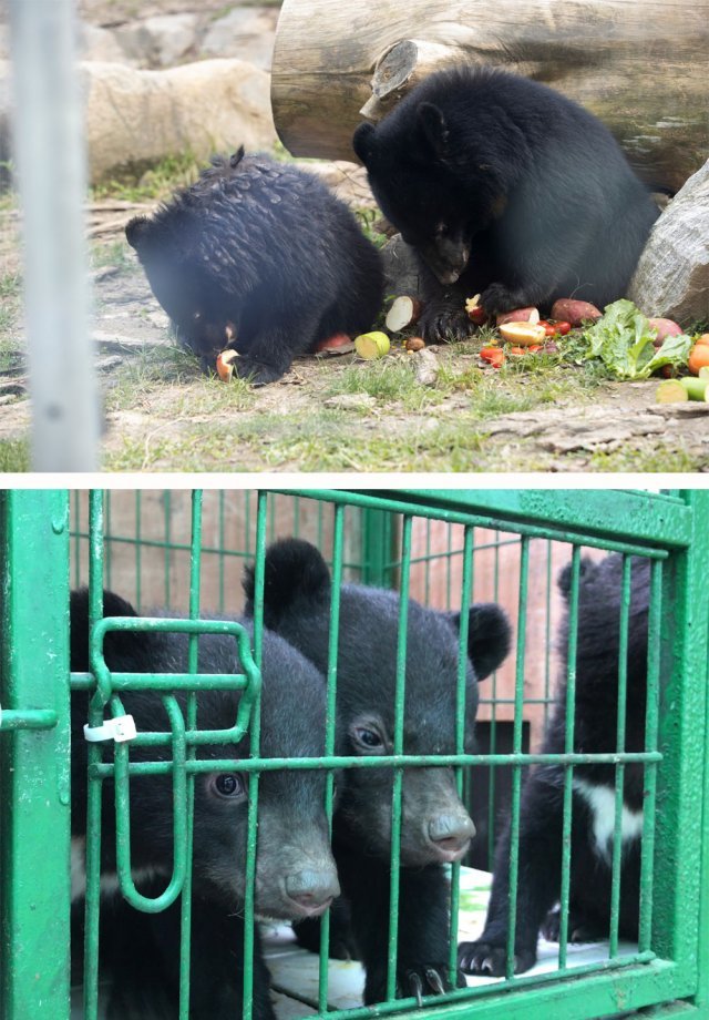 9월 충북 청주동물원으로 옮겨온 새끼 반달가슴곰들. 농가에서 불법으로 증식한 것을 환경부가 압수해 이곳에서 임시 보호하기로 했다. 아래쪽은 농가에서 불법으로 증식된 반달곰들로, 이들은 제대로 돌아다닐 수도 없는 좁은 철창에 갇히는 등 열악한 환경에서 지내는 경우가 많다. 환경부·녹색연합 제공