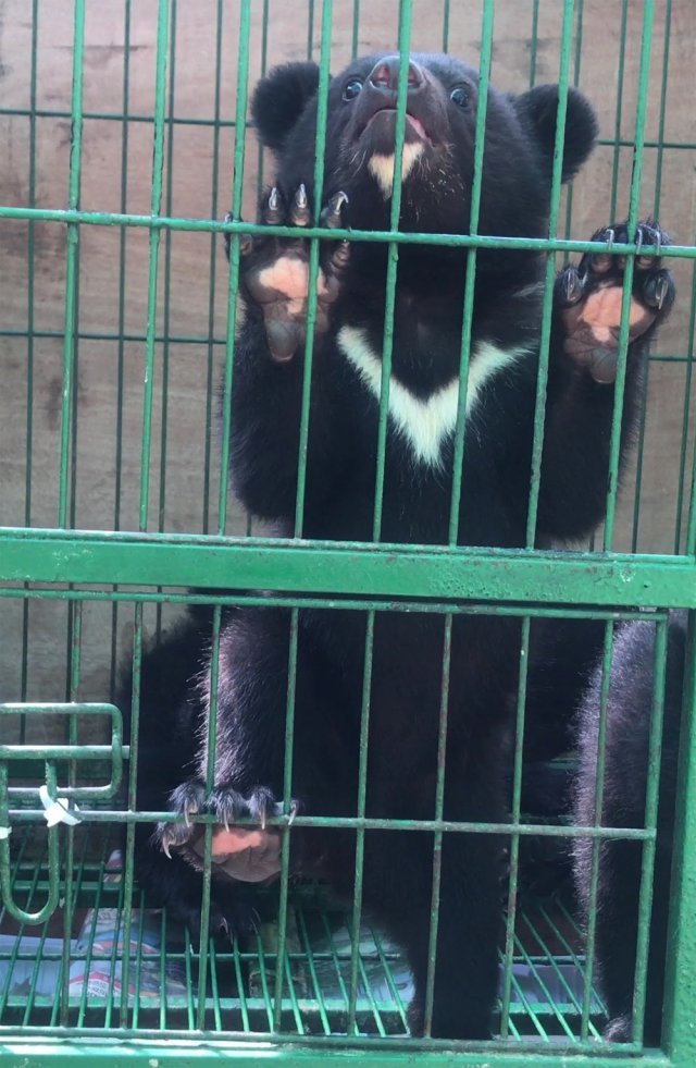 철창에 갇혀 있는 반달곰. 녹색연합 제공