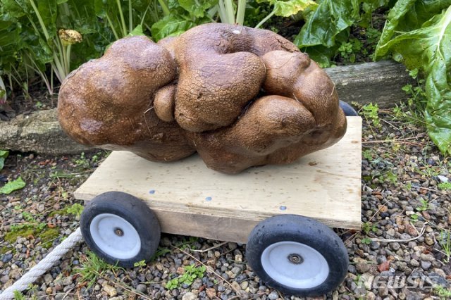 뉴질랜드 뒷마당에서 캐낸 세계 최대 감자. AP/뉴시스