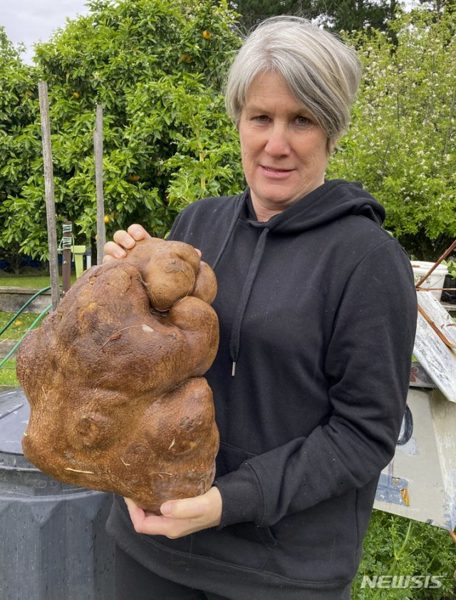 뉴질랜드 뒷마당에서 캐낸 세계 최대 감자. AP/뉴시스