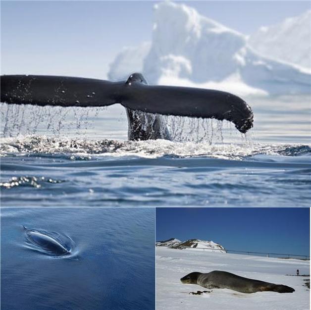 남극해양포유류. 위부터 시계방향으로 남극대왕고래, 표범물범, 남극밍크고래 (극지연구소 제공)