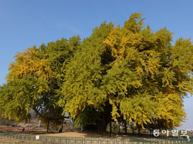 천연기념물로 지정된 반계리 은행나무(수령 800년). 노거수가 피워내는 나뭇잎치고는 앙증맞은 크기인데, 여전히 나무가 성장하고 있는 증거라고 한다.