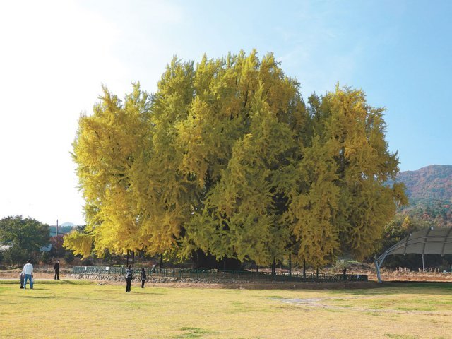 천연기념물로 지정된 반계리 은행나무(수령 800년). 노거수임에도 불구하고 나뭇잎은 앙증맞은 크기인데, 여전히 나무가 성장하고 있다는 증거라고 한다.