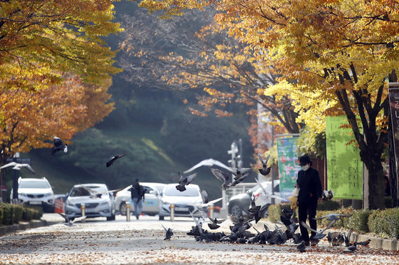 화창한 날씨를 보인 지난 4일 오후 광주 북구 중외공원에서 산책나온 시민이 비둘기에게 먹이를 주고 있다.(광주 북구 제공) 2021.11.5/뉴스1 © News1