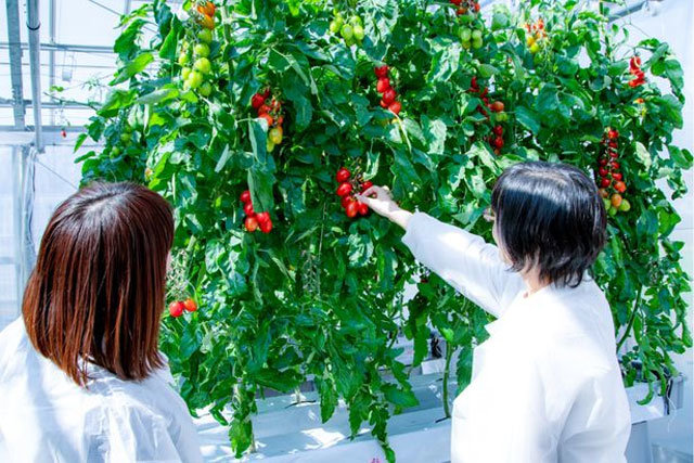 유전자 가위 기술은 코로나19 극복은 물론이고 질병 치료에 이어 농업에도 새로운 혁명을 불러오고 있다. 일본 바이오 기업은 유전자 가위로 스트레스를 줄이고 수면 촉진 물질을 많이 생산하도록 만든 토마토를 판매하고 있다. 사진 출처 사나텍시드사 홈페이지