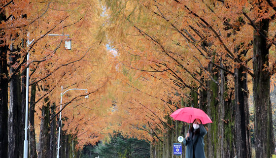 전국적으로 비가 내린 8일 오전 대전 유성구 국립대전현충원 메타세쿼이아길에서 시민들이 우산을 쓰고 지나고 있다. 2021.11.8/뉴스1 © News1
