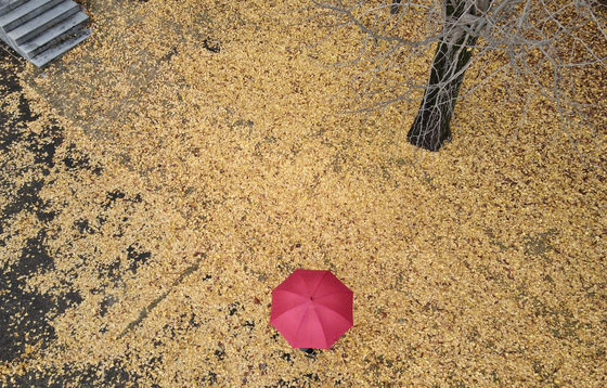 전국적으로 비가 내린 8일 오전 대전 유성구 국립대전현충원 은행나무길에서 시민들이 우산을 쓰고 지나고 있다. 2021.11.8/뉴스1 © News1