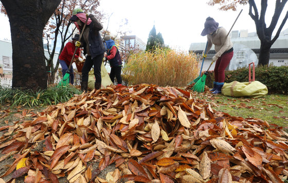 겨울을 재촉한 비가 내린 8일 서울 종로구 세종로 공원에서 작업자들이 낙엽을 정리하고 있다. 2021.11.8/뉴스1 © News1