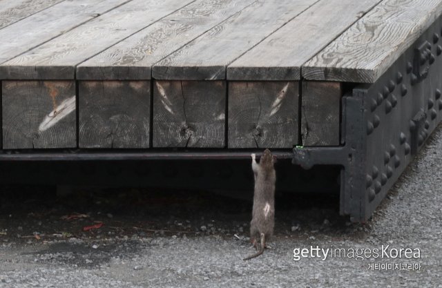 미국 뉴욕시 거리에 있는 쥐 ⓒ(GettyImages)/코리아