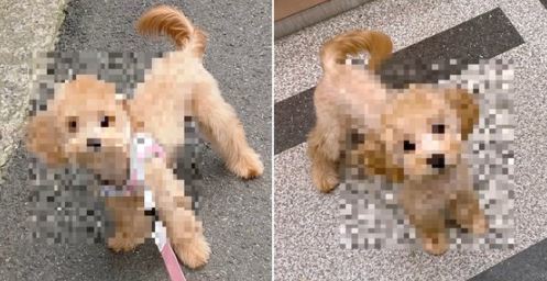 견주가 잃어버렸던 강아지. (인스타그램 갈무리) © 뉴스1