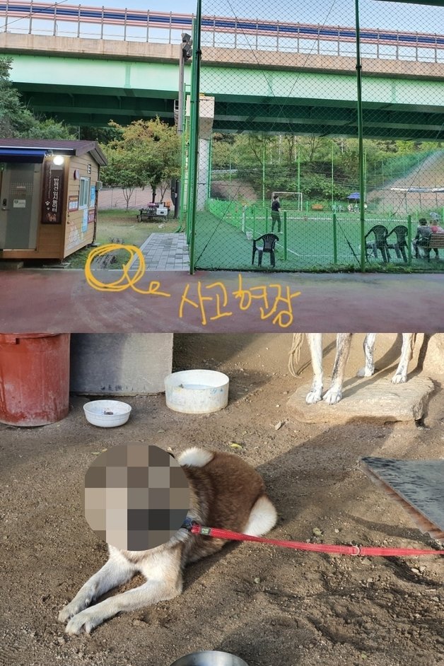 안씨가 사고를 당한 현장(위)과 안씨를 문 대형견(아래). (안씨 SNS 갈무리) © 뉴스1