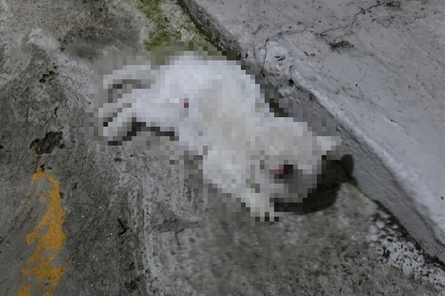 부산 영도구 한 골목에서 학대 받은 것으로 추정되는 고양이가 쓰러진 채 발견됐다.(독자 제공)
