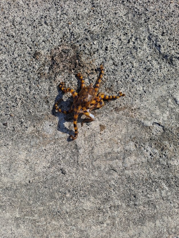 15일 오후 제주시 한림읍 협재포구에서 소라 선별 중 껍데기 안에서 발견된 파란고리문어.(제주해양경찰서 제공) 2021.11.15/뉴스1 © News1