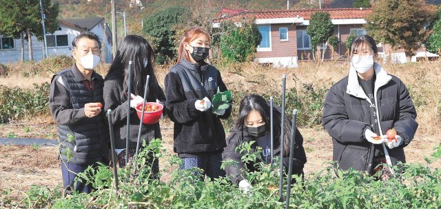 12일 전남 강진군 강진읍 춘곡마을 푸소 체험 농가에서 전북 부안군 하서중 학생들이 방울토마토를 수확하고 있다. 강진군 제공