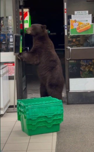 지난 14일(현지 시각) 밤 미국 캘리포니아주 올림픽밸리의 한 편의점에서 곰이 쇼핑을 즐기고 있다. 틱톡 캡처