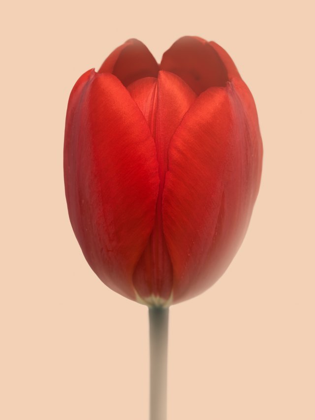 “튤립(The Tulip)전”. 사진=조경사진전문가 유청오