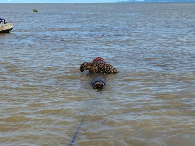 콜롬비아 안티오키아 레온강 강어귀에서 탈진한 채 표류하던 재규어가 지난 15일 해군에 발견돼 극적으로 구조됐다. 사진은 콜롬비아 해군(Armada de Colombia) 트위터 게시물 갈무리