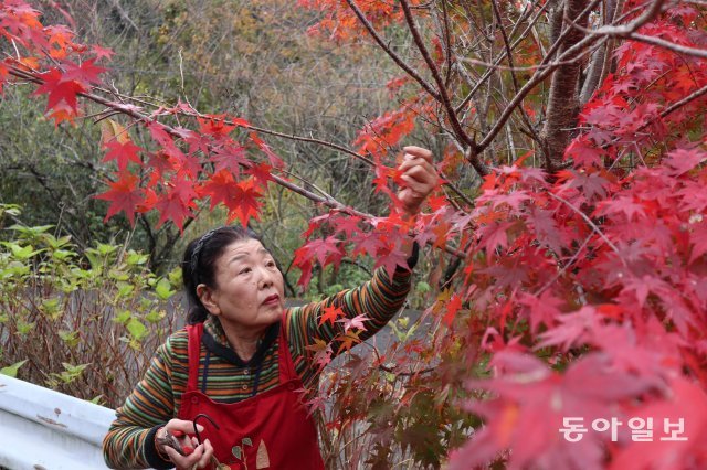 도쿠시마현의 산간마을 가미카쓰 정은 노인들이 일본요리를 장식하는 나뭇잎을 따서 파는 비즈니스로 활기가 넘친다. 빨갛게 물든 단풍잎을 따는 81세 니시가게 할머니. 서영아 기자