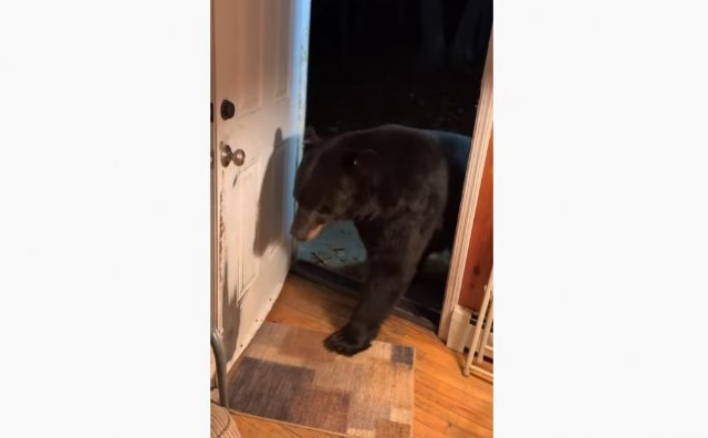 미국 뉴저지 한 가정집에 방문한 아기곰. 유튜브 캡처
