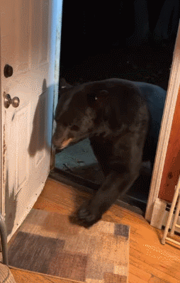 집주인 커호는 영상을 공유하며 “곰이 정말 똑똑하다”라고 전했다. 유튜브 캡처