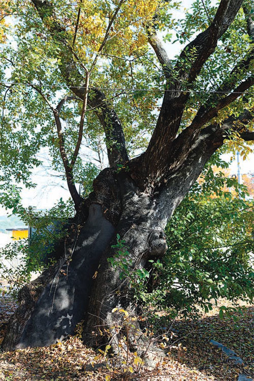 전북 정읍시 정해마을에 있는 ‘부부나무’. 버드나무와 팽나무가 한 몸이 된 연리목이다.