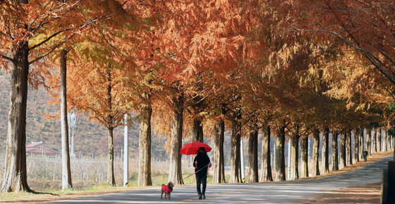지난달 16일 전북 진안군 메타세콰이어길을 찾은 한 나들이객이 반려견과 함께 붉게 물든 메타세콰이어나무를 따라 거닐며 늦가을의 정취를 즐기고 있다. 2021.11.16/뉴스1 © News1