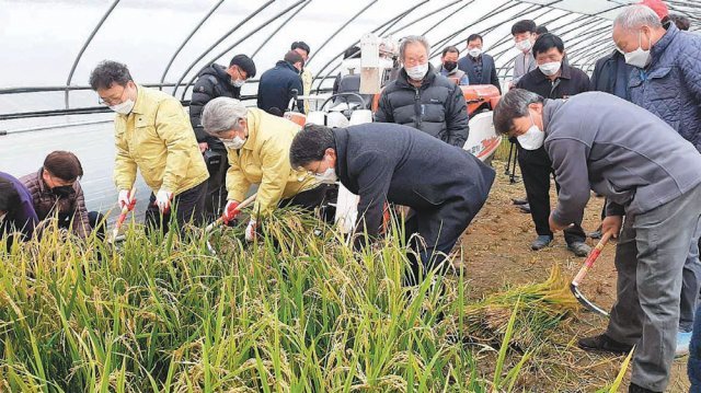 4일 충남 청양군 청남면 비닐하우스에서 겨울철 벼 베기 행사가 열렸다. ‘빠르미 시설하우스 3모작’ 수확 행사에 참여한 김부성 충남도 농업기술원장과 김돈곤 청양군수 등이 벼를 베고 있다. 충남도 농업기술원 제공