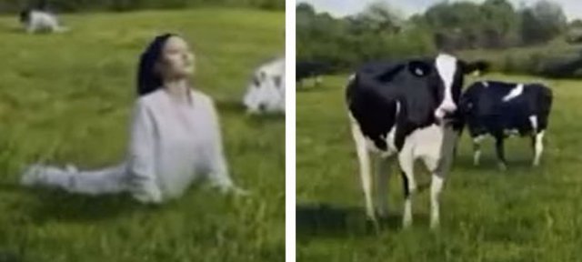 논란이 된 서울우유 광고. 요가를 하던 여성(왼쪽 사진)이 젖소로 변하는 내용을 담고 있다. 유튜브 캡처