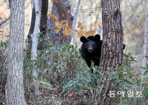 전남 구례군 지리산 문수골에 있는 자연적응장에서 나무를 오르는 반달가슴곰. 구례=전영한 기자