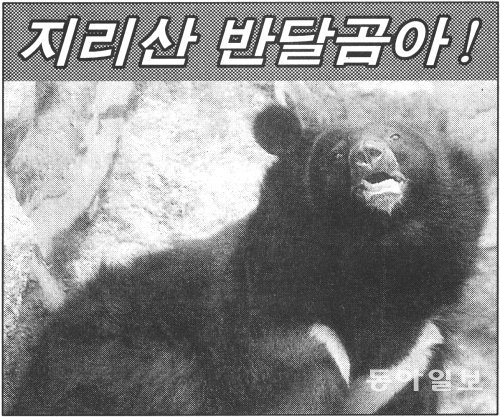 1990년대 말에는 지리산 반달곰의 생존 여부에 대한 관심이 높았다. 1997년 동아일보에 실린 야생 반달곰 관련 기사. 동아일보 DB