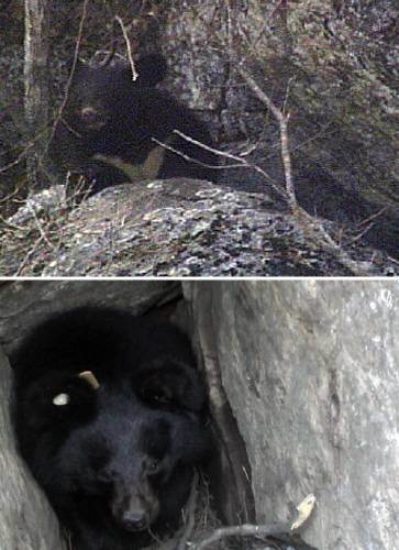 2004년 지리산에 방사된 뒤 첫 동면에서 깨어난 반달곰. 무인감시카메라에 포착됐다. 국립공원공단 제공