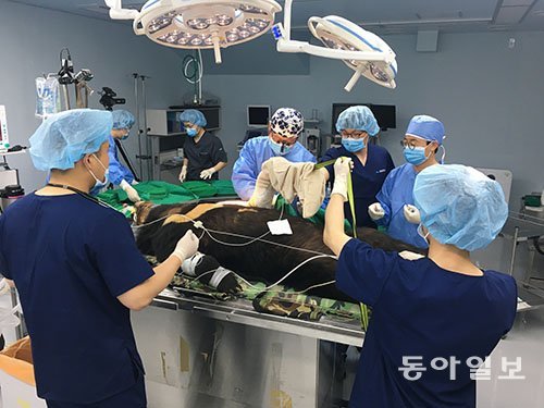KM-53 수술 준비 모습. 세계 최초로 복합골절수술을 받은 야생 반달곰이 됐다. 동아일보 DB