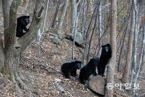 전남 구례군 지리산 문수골에 있는 자연적응장에 있는 반달가슴곰들. 구례=전영한 기자