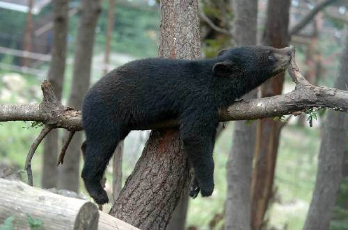나무에 누워 쉬는 반달곰. 사람이 없는 깊은 산으로 가면 반달곰을 마주칠 수도 있어 주의해야 한다. 국립공원공단 제공